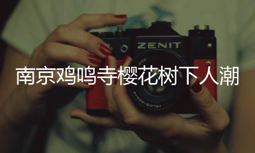 南京雞鳴寺櫻花樹下人潮涌動，游客如織