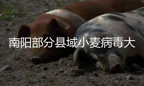 南陽部分縣域小麥病毒大爆發(fā)？謠言！