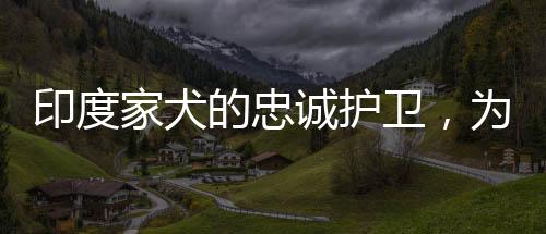 印度家犬的忠誠(chéng)護(hù)衛(wèi)，為護(hù)主纏斗毒蛇至死方休