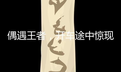 偶遇王者，開車途中驚現(xiàn)野生東北虎