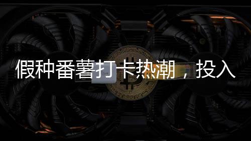 假種番薯打卡熱潮，投入十萬背后的故事與反思