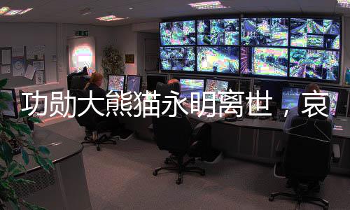 功勛大熊貓永明離世，哀悼傳奇熊貓的一生