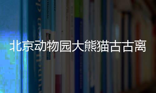 北京動物園大熊貓古古離世，引發(fā)各界哀悼