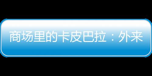 商場里的卡皮巴拉：外來野生動物成兒童新寵，暗藏風(fēng)險