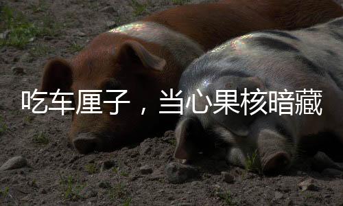 吃車?yán)遄?，?dāng)心果核暗藏風(fēng)險(xiǎn)——食用指南與注意事項(xiàng)揭秘