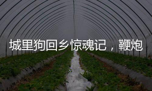 城里狗回鄉(xiāng)驚魂記，鞭炮嚇得要開(kāi)車(chē)離去