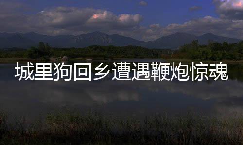 城里狗回鄉(xiāng)遭遇鞭炮驚魂，駕車(chē)逃離成新話題