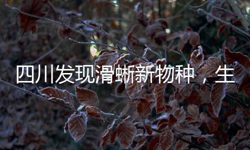 四川發(fā)現(xiàn)滑蜥新物種，生物多樣性再添絢爛一筆