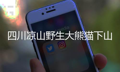 四川涼山野生大熊貓下山探訪村落，人與自然和諧共生的美麗瞬間