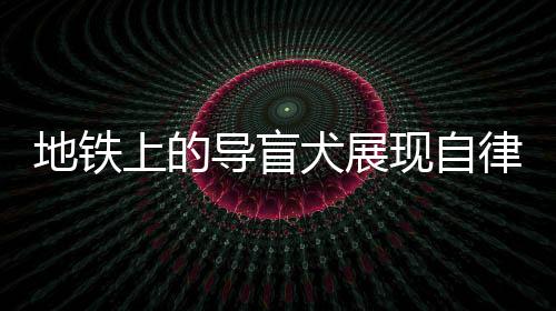 地鐵上的導(dǎo)盲犬展現(xiàn)自律與溫順，讓人動(dòng)容