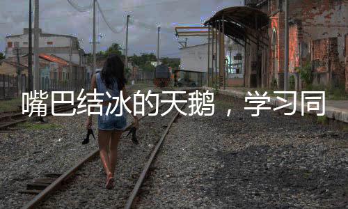 嘴巴結(jié)冰的天鵝，學(xué)習(xí)同伴解凍之道