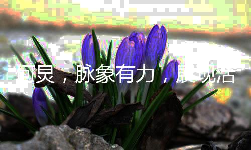 何炅，脈象有力，展現(xiàn)活力四溢的主持風(fēng)采