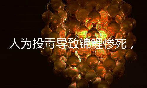 人為投毒導致錦鯉慘死，引發(fā)社會關注
