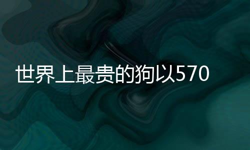 世界上最貴的狗以570萬美元成交，刷新記錄