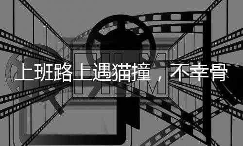 上班路上遇貓撞，不幸骨折成悲劇——一個(gè)關(guān)于意外與關(guān)懷的故事