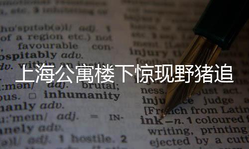上海公寓樓下驚現(xiàn)野豬追趕行人事件