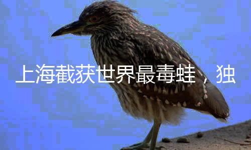 上海截獲世界最毒蛙，獨特生物牽動全球關注