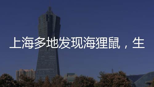 上海多地發(fā)現(xiàn)海貍鼠，生態(tài)新觀(guān)察