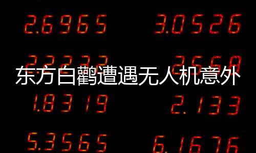 東方白鸛遭遇無人機意外襲擊，雙雙生命遭受重創(chuàng)