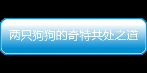 兩只狗狗的奇特共處之道，吵架不息，同床共枕