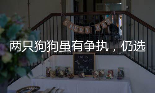 兩只狗狗雖有爭(zhēng)執(zhí)，仍選擇共眠——和諧共處中的矛盾與友情