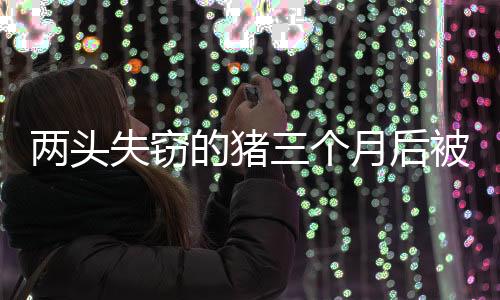 兩頭失竊的豬三個月后被找回，神奇增重100斤