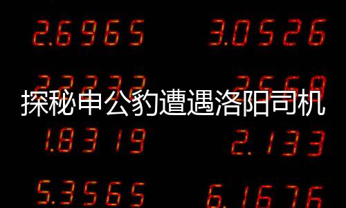 探秘申公豹遭遇洛陽司機，跨界相遇背后的故事