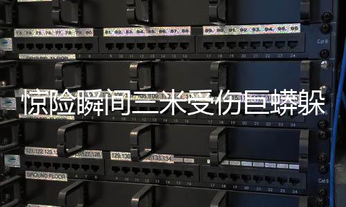 驚險瞬間三米受傷巨蟒躲進(jìn)花園，引發(fā)生命救援行動