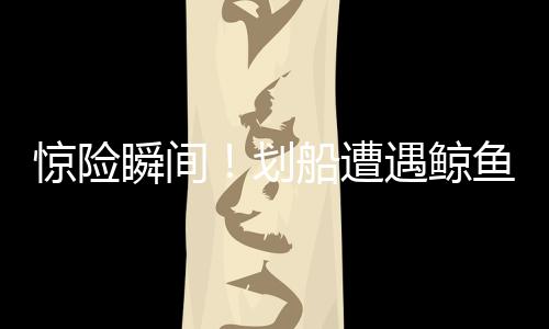 驚險瞬間！劃船遭遇鯨魚突襲，奇跡生還