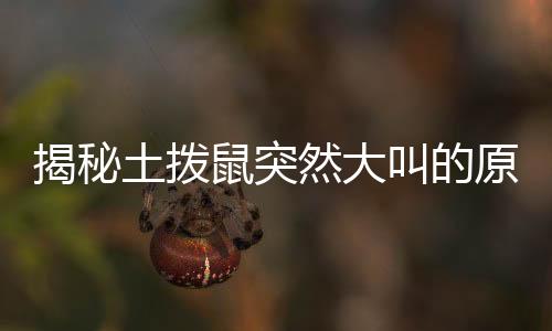 揭秘土撥鼠突然大叫的原因，探尋背后的故事與真相