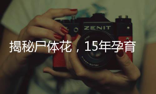 揭秘尸體花，15年孕育，首次綻放傳奇