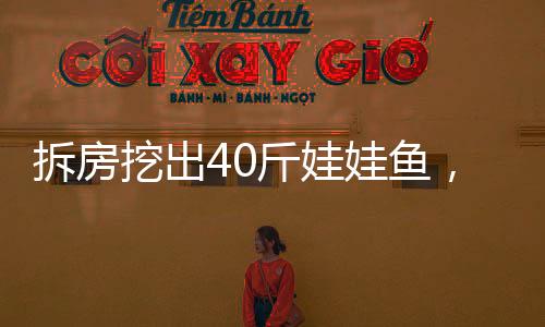 拆房挖出40斤娃娃魚，罕見發(fā)現(xiàn)引發(fā)社會(huì)關(guān)注
