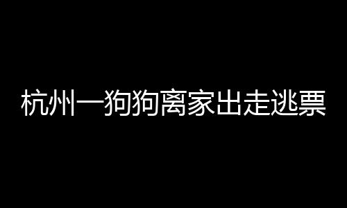 杭州一狗狗離家出走逃票上地鐵被捉，寵物與公共交通的交匯事件揭秘