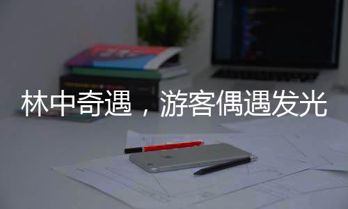 林中奇遇，游客偶遇發(fā)光馬鹿