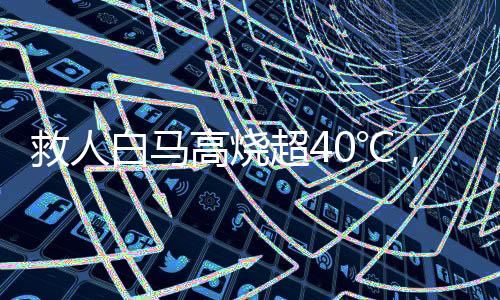 救人白馬高燒超40℃，一場(chǎng)關(guān)于生命與希望的戰(zhàn)斗