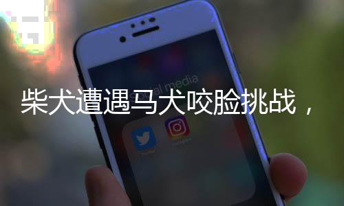 柴犬遭遇馬犬咬臉挑戰(zhàn)，勇氣與克制的故事