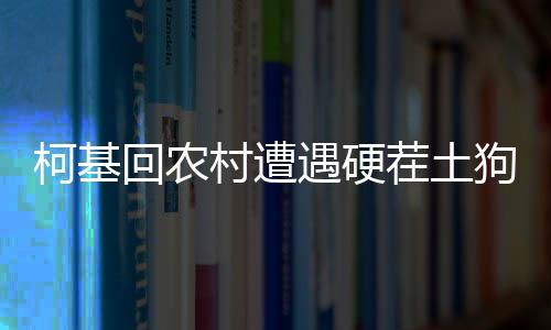 柯基回農(nóng)村遭遇硬茬土狗，一場意外的農(nóng)村犬界故事