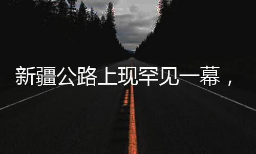 新疆公路上現(xiàn)罕見一幕，狼群逐鹿，游客幸運捕獲瞬間