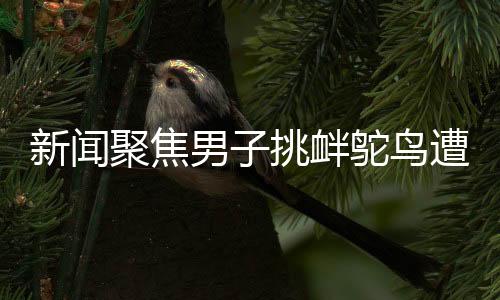 新聞聚焦男子挑釁鴕鳥遭意外踹踏，羽絨服受損引發(fā)關(guān)注