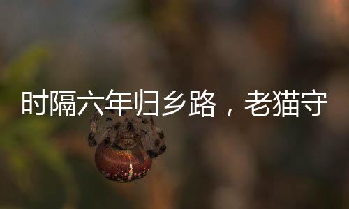 時隔六年歸鄉(xiāng)路，老貓守家情感深