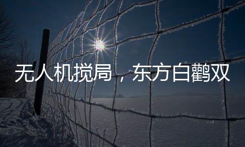 無(wú)人機(jī)攪局，東方白鸛雙腿被斷事件揭秘