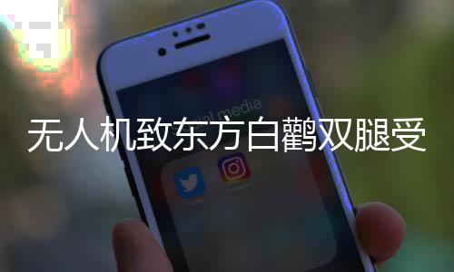 無人機(jī)致東方白鸛雙腿受傷，事件背后的反思與啟示