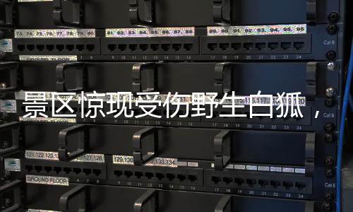 景區(qū)驚現(xiàn)受傷野生白狐，緊急救援行動(dòng)啟動(dòng)