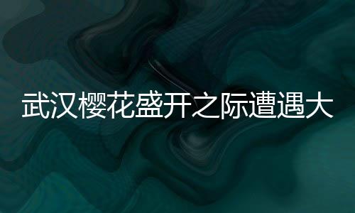 武漢櫻花盛開之際遭遇大風(fēng)襲擊，漫天飛舞成櫻花雨