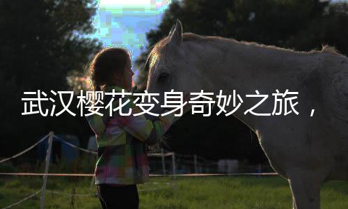 武漢櫻花變身奇妙之旅，冰糖葫蘆創(chuàng)意顯現(xiàn)新風(fēng)尚