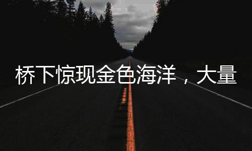 橋下驚現(xiàn)金色海洋，大量百元大鈔涌現(xiàn)，背后隱藏何種故事？