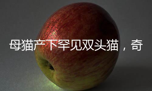 母貓產(chǎn)下罕見雙頭貓，奇跡誕生引發(fā)關(guān)注熱潮