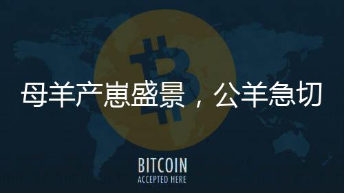 母羊產(chǎn)崽盛景，公羊急切引主人共賞