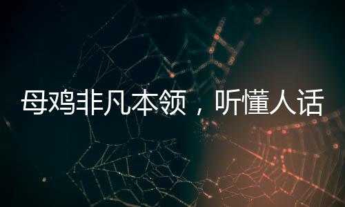母雞非凡本領(lǐng)，聽懂人話更學(xué)狗叫，神秘智慧驚艷世界