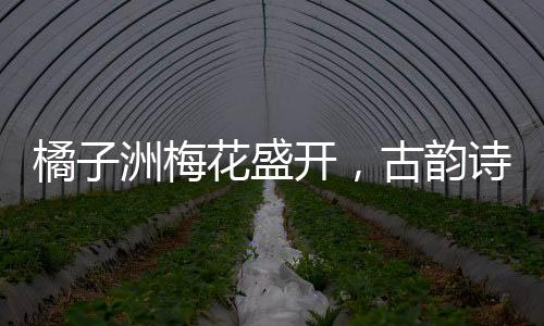 橘子洲梅花盛開(kāi)，古韻詩(shī)意映照現(xiàn)實(shí)，將古詩(shī)具象化于芬芳花海中